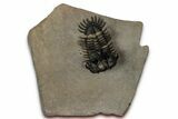 Short-Fork Walliserops Hammi Trilobite - Foum Zguid, Morocco #350501-2